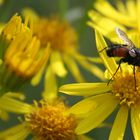 Fliege auf Blüte