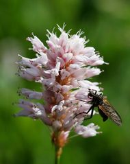 Fliege auf Blüte