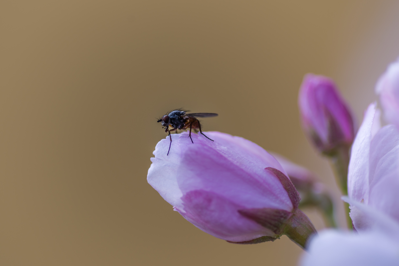 Fliege auf Blüte