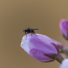 Fliege auf Blüte