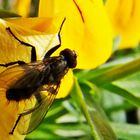 Fliege auf Blüte