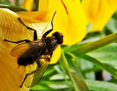 Fliege auf Blüte