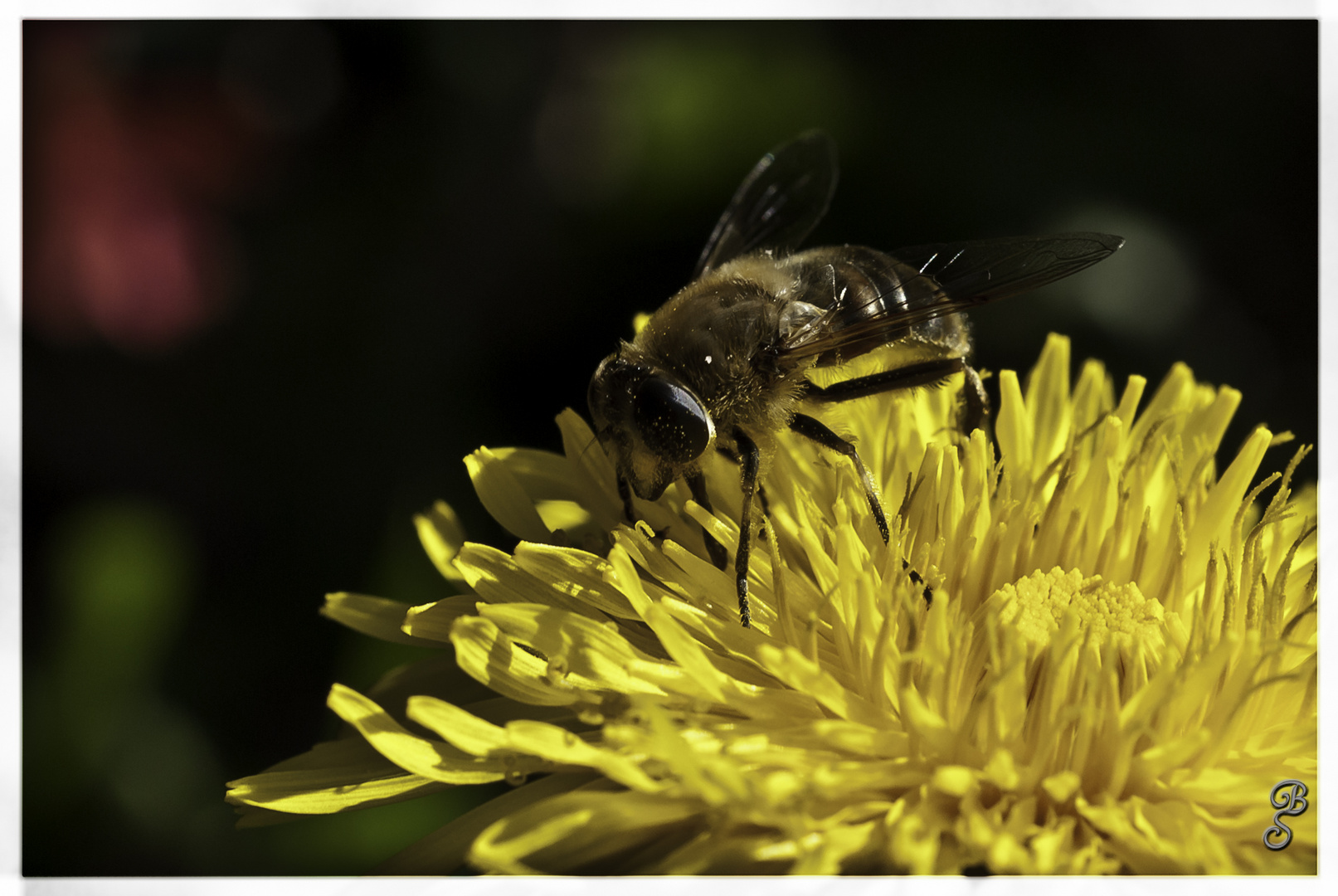 Fliege auf Blüte