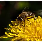 Fliege auf Blüte