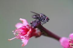 Fliege auf Blüte*