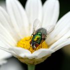 Fliege auf Blüte