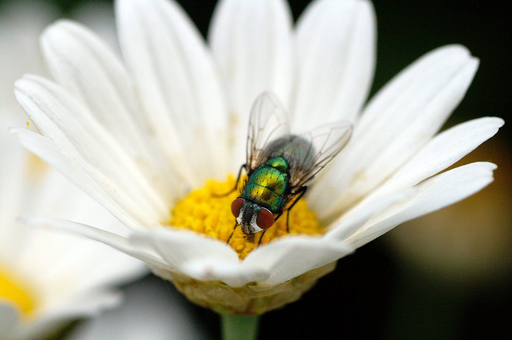 Fliege auf Blüte