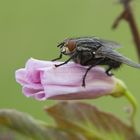 Fliege auf Blüte