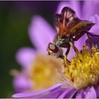 "Fliege auf Blüte"