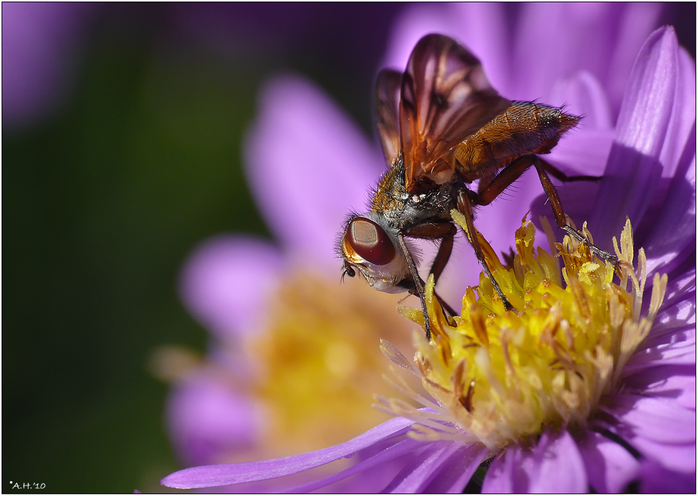 "Fliege auf Blüte"