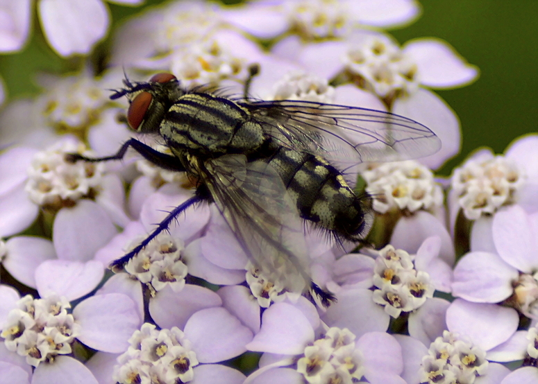 Fliege auf Blüte 