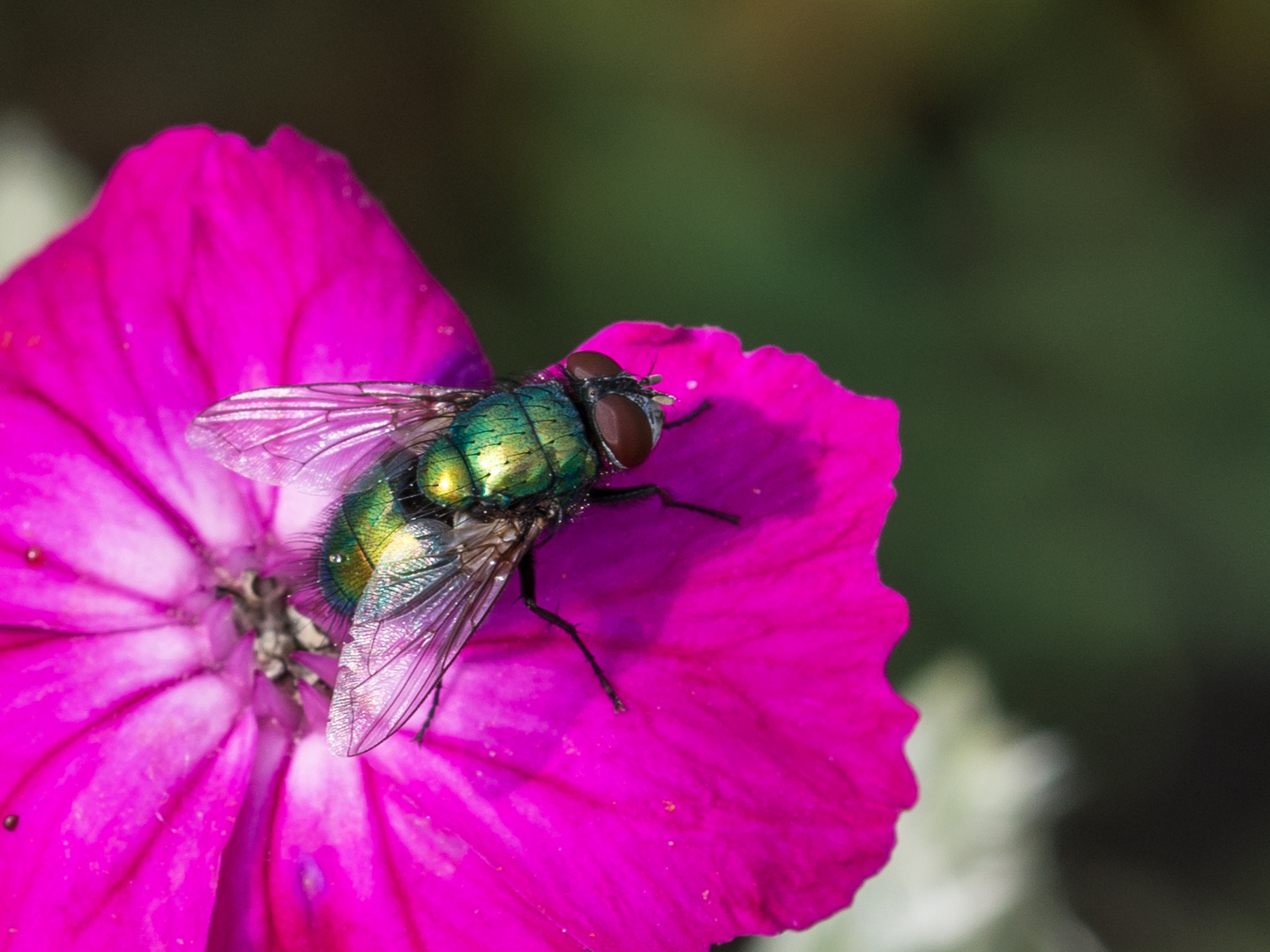 Fliege auf Blüte