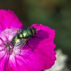 Fliege auf Blüte