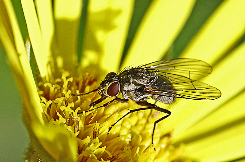 Fliege auf Blüte