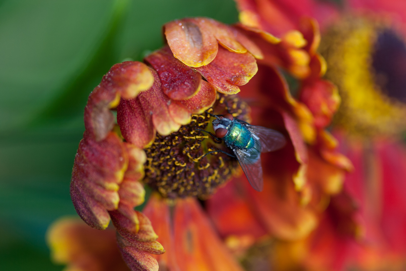 Fliege auf Blüte