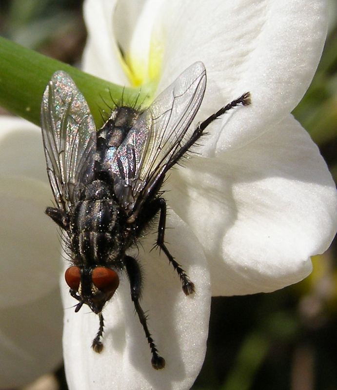 Fliege auf Blüte