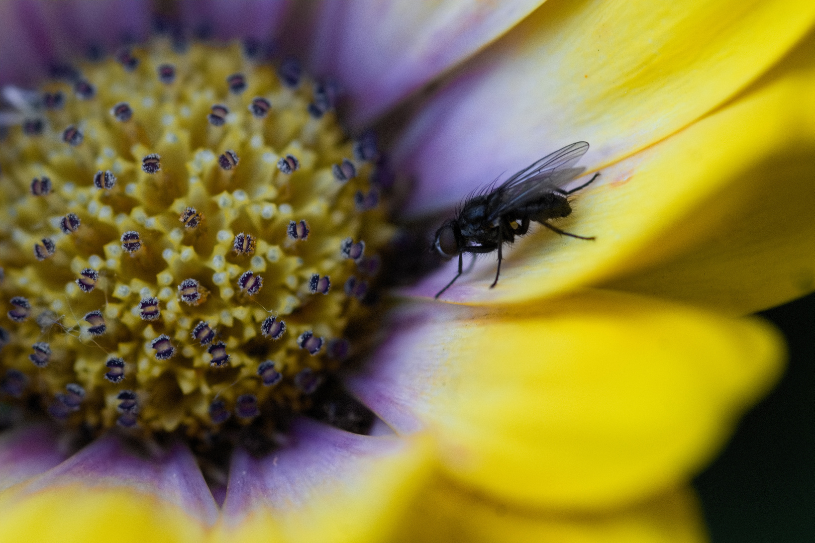 Fliege auf Blüte