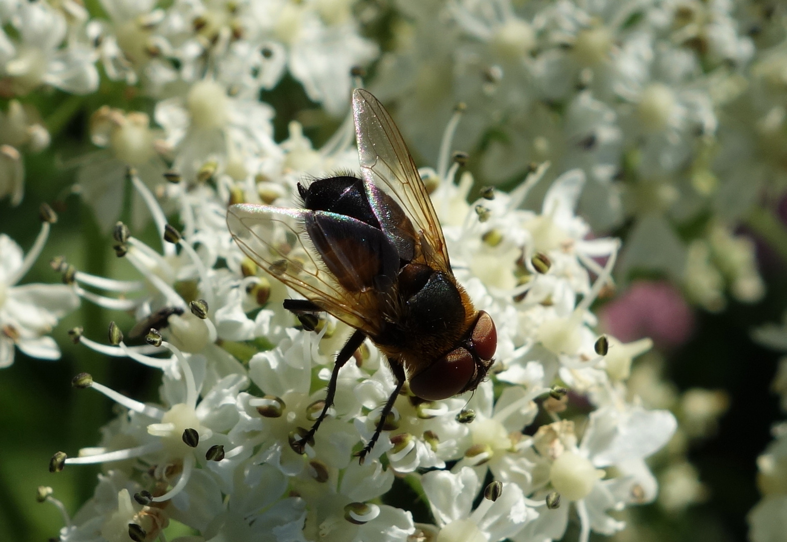 Fliege auf Blüte