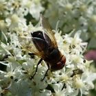 Fliege auf Blüte