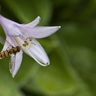 Fliege auf Blüte