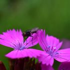 Fliege auf Blüte