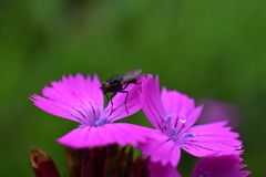 Fliege auf Blüte