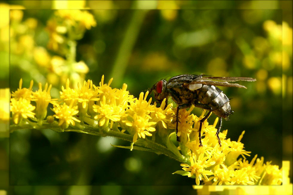 Fliege-auf-Blüte-gelb-IMG_2152-150