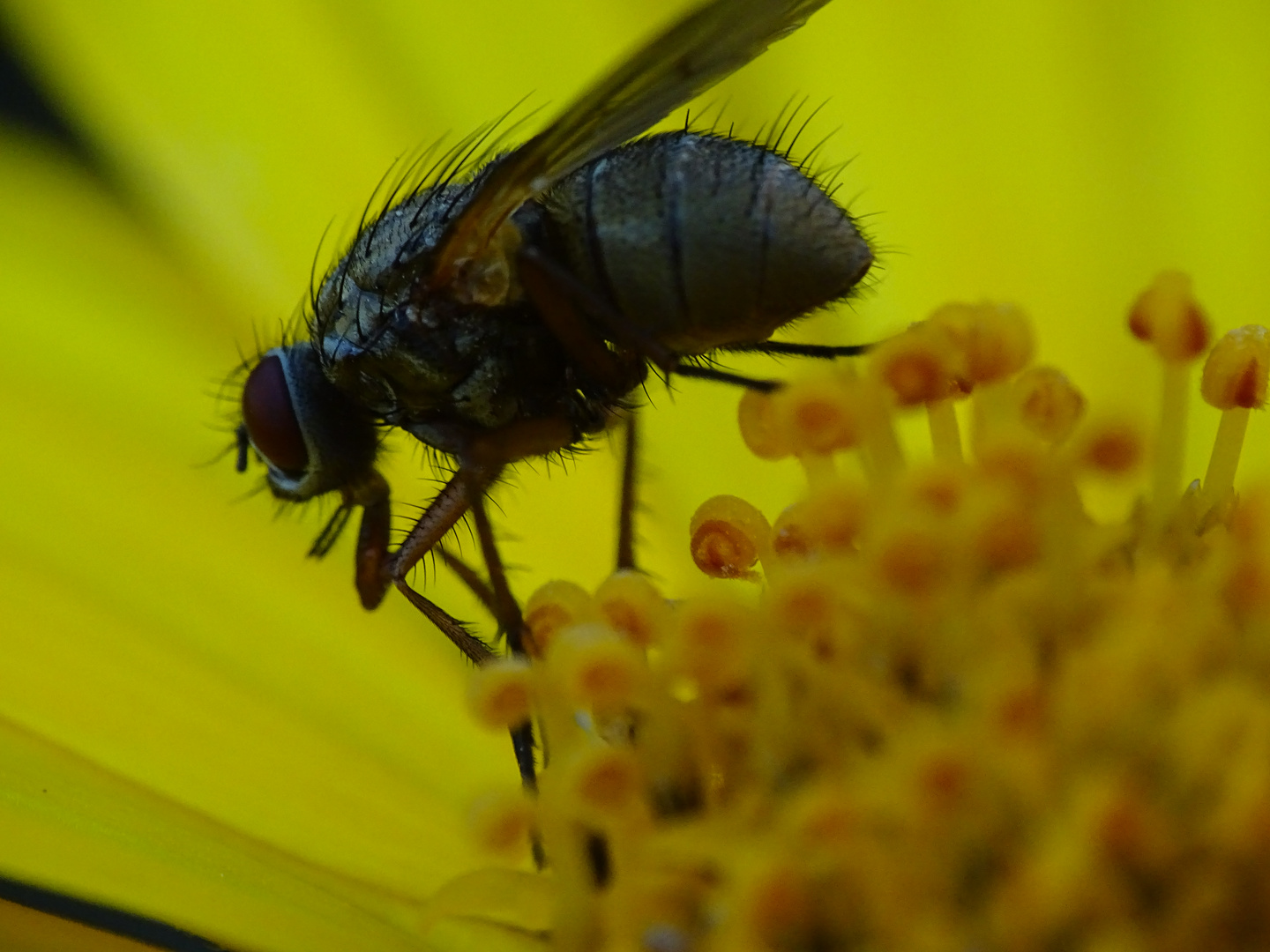 Fliege auf Blüte I