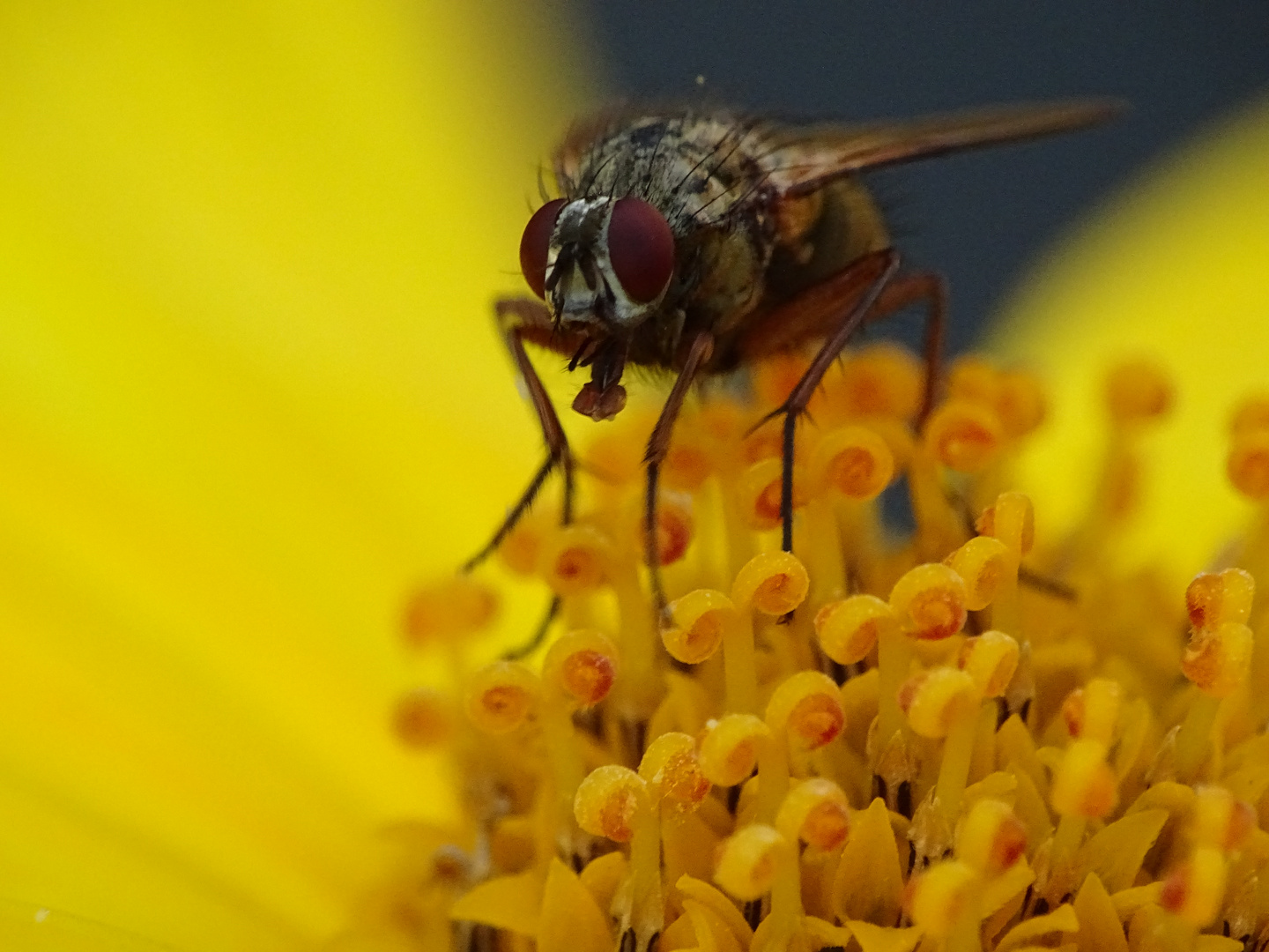 Fliege auf Blüte II