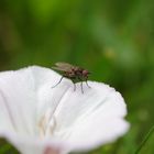 Fliege auf Blüte wenige Millimeter groß