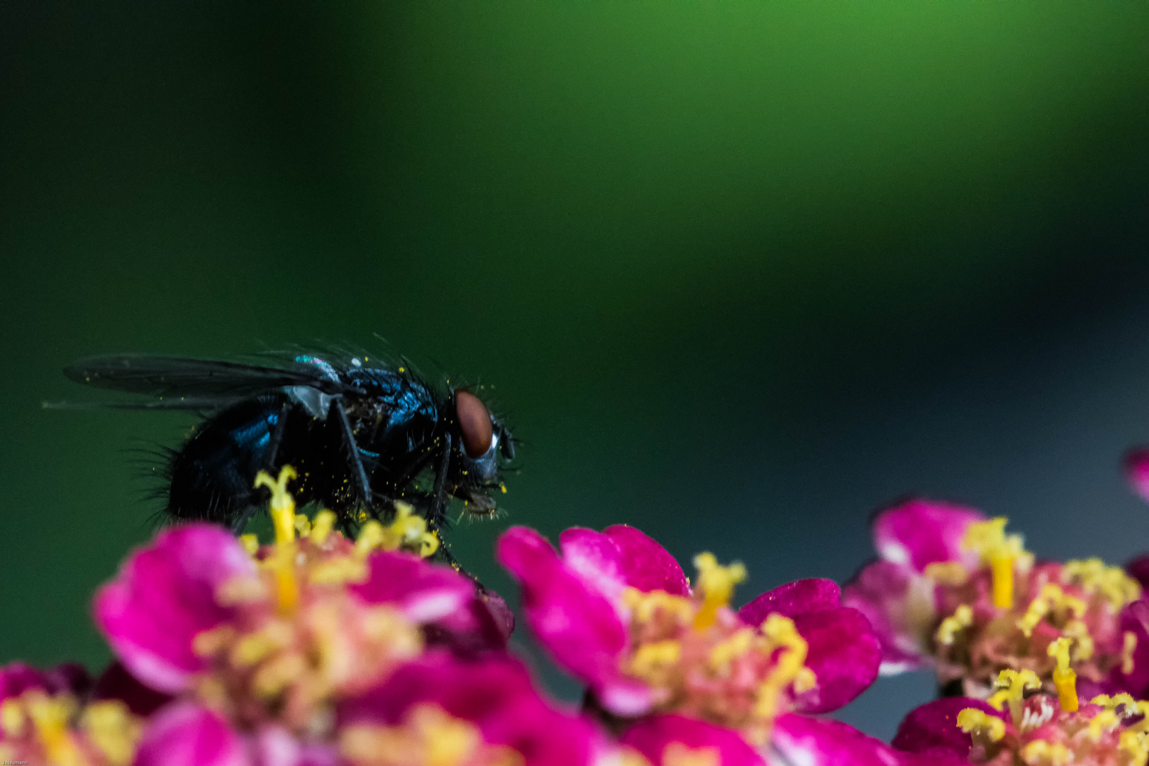 Fliege auf Blüte2