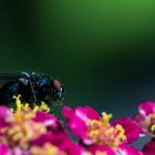 Fliege auf Blüte2