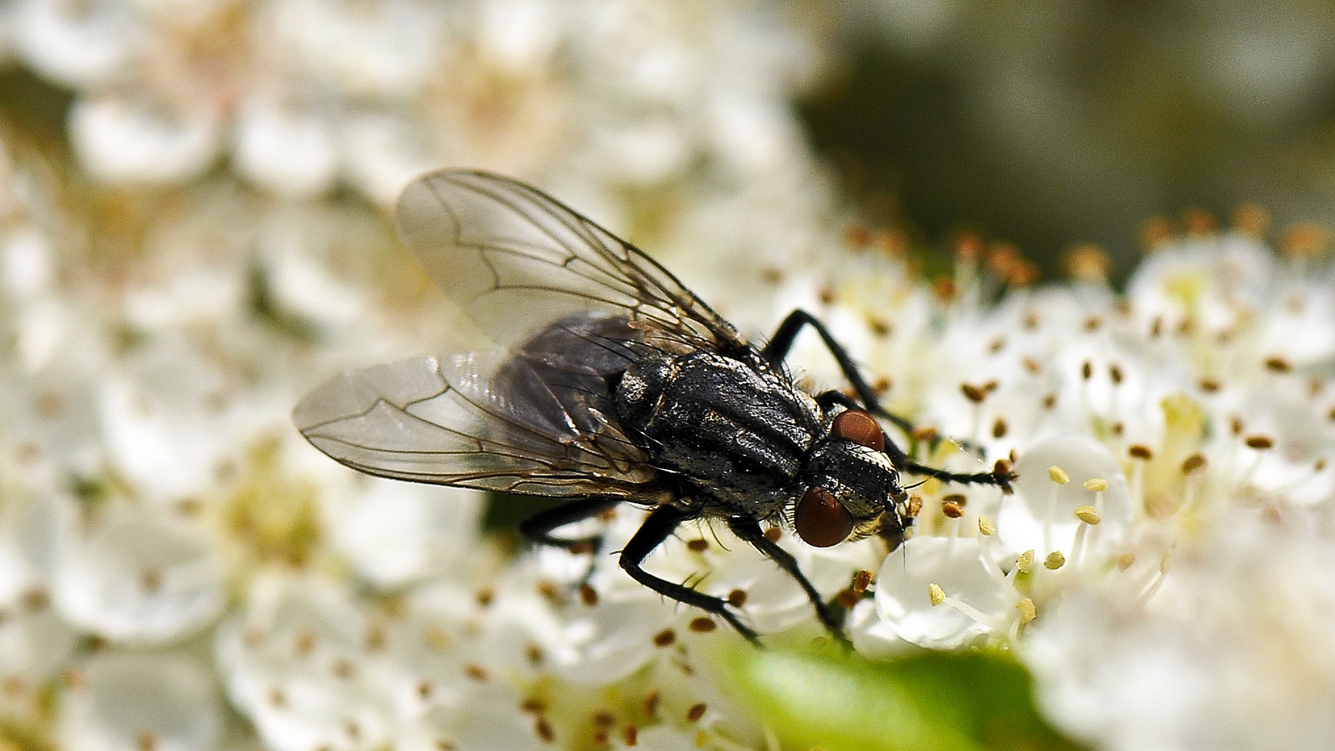 Fliege auf Blüten