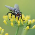 Fliege auf Blume