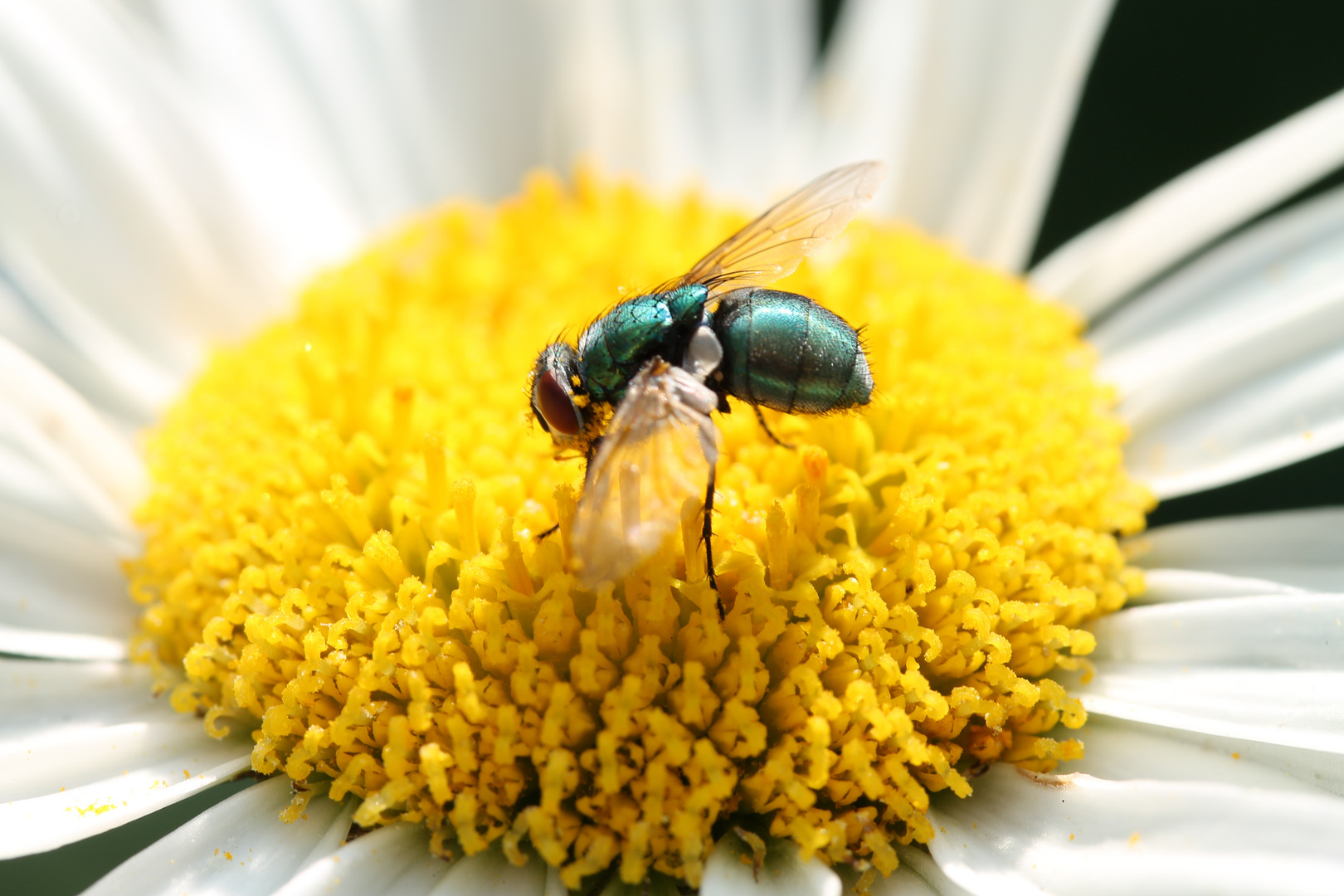 Fliege auf Blume