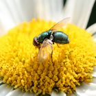 Fliege auf Blume