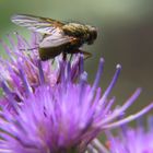 Fliege auf Blume