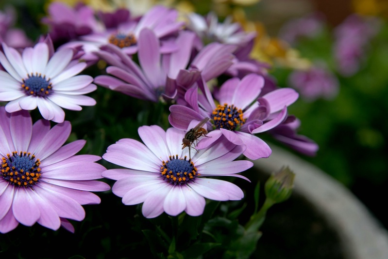 Fliege auf Blume