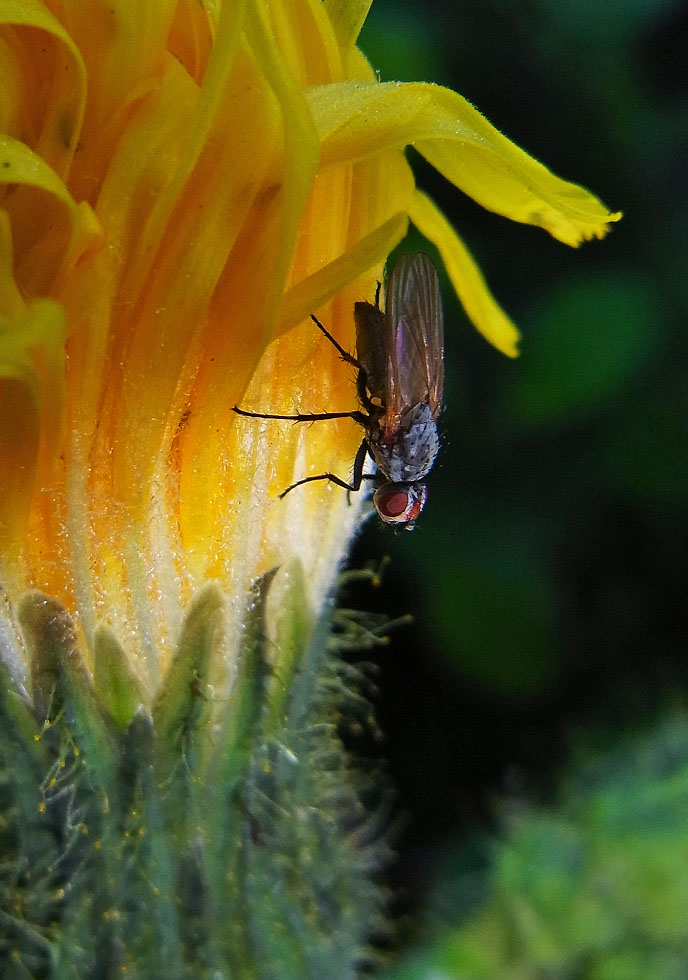 Fliege auf Blume