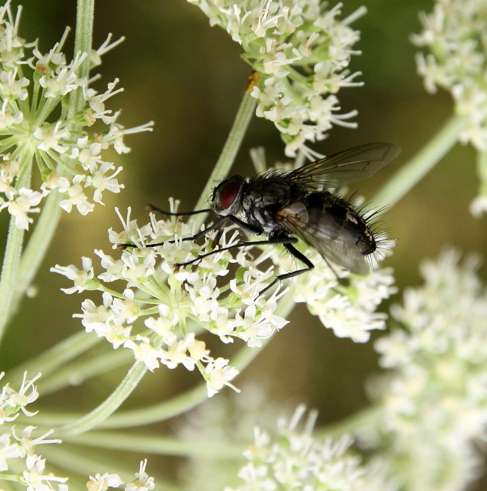 Fliege auf Blume