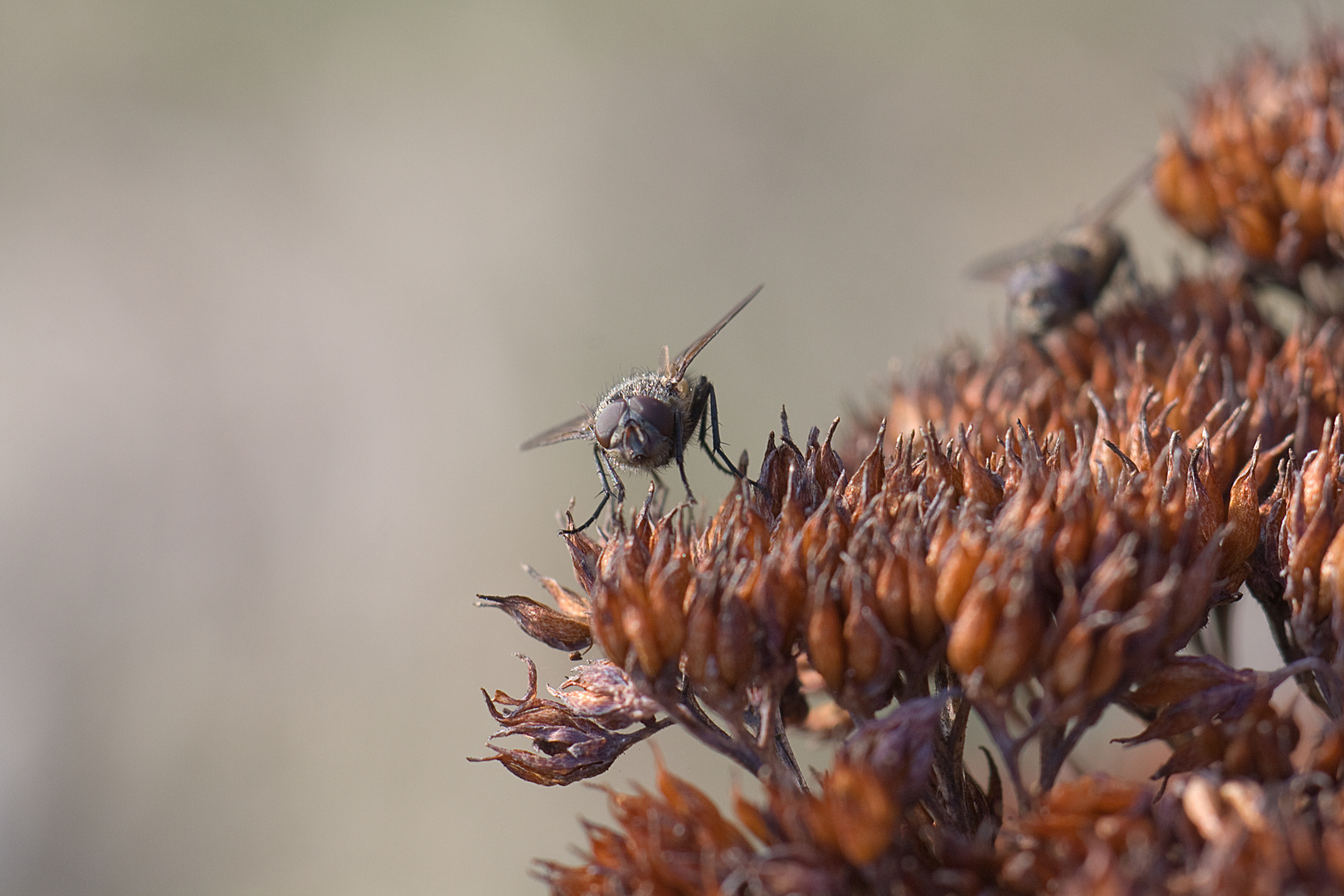 Fliege auf Blume