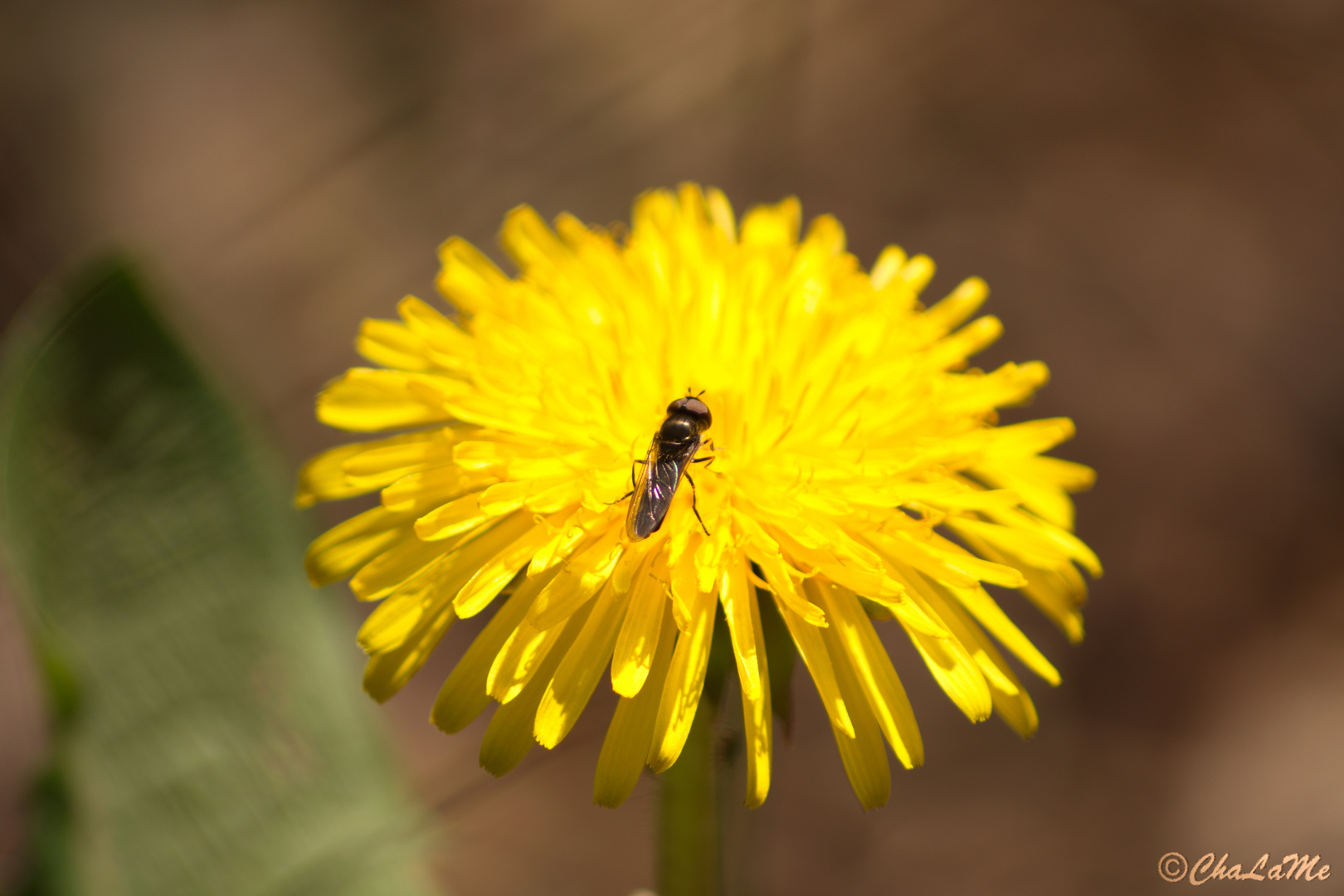 Fliege auf Blume