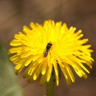 Fliege auf Blume