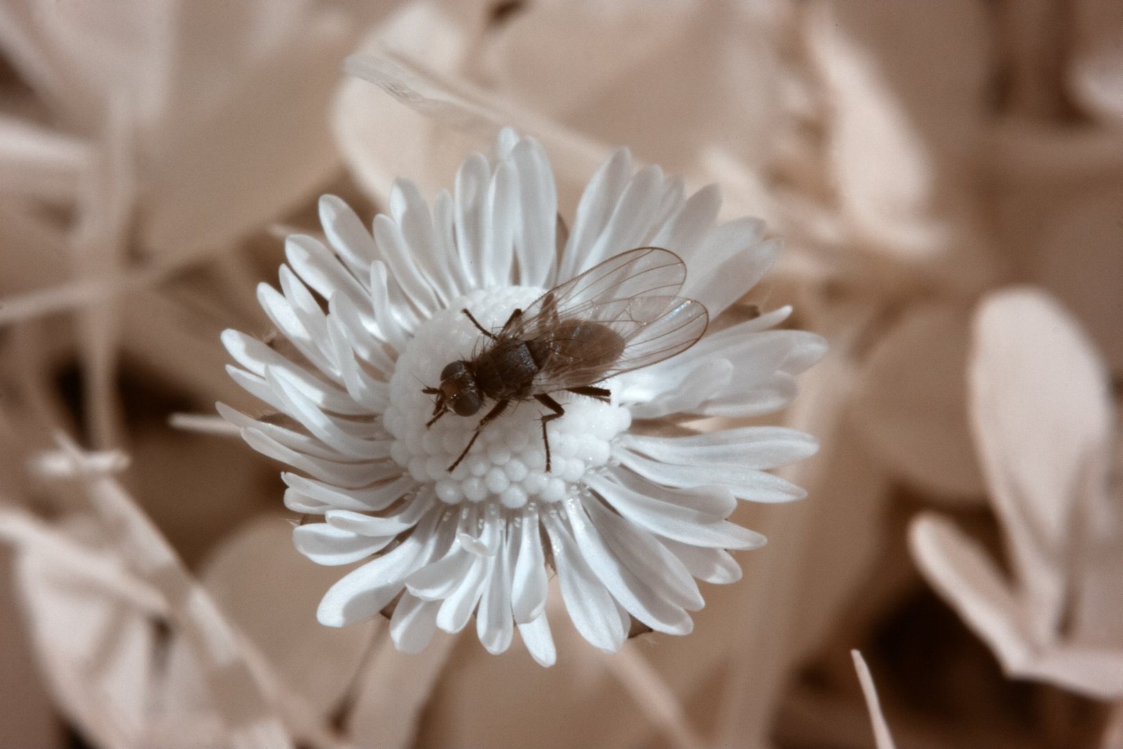 Fliege auf Blume