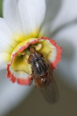 Fliege auf Blume