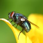 Fliege auf Blume