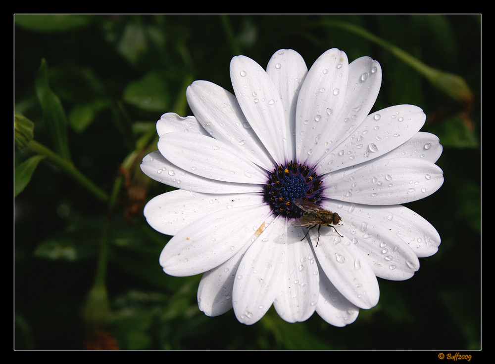 Fliege auf Blume