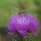 Fliege auf Blume