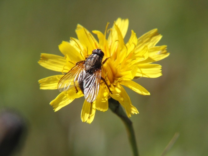 Fliege Auf Blume