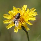 Fliege Auf Blume